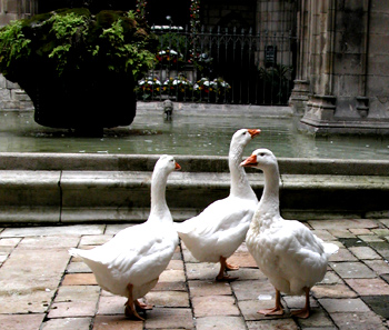 geese
