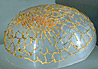 woven gold hairnet